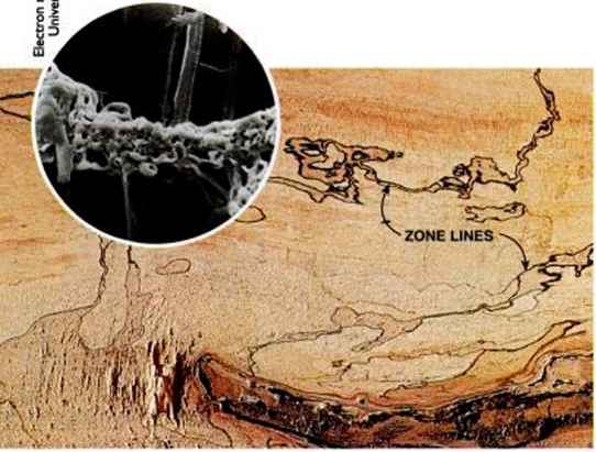 Spalted Sycamore 1 Spalting Fungus